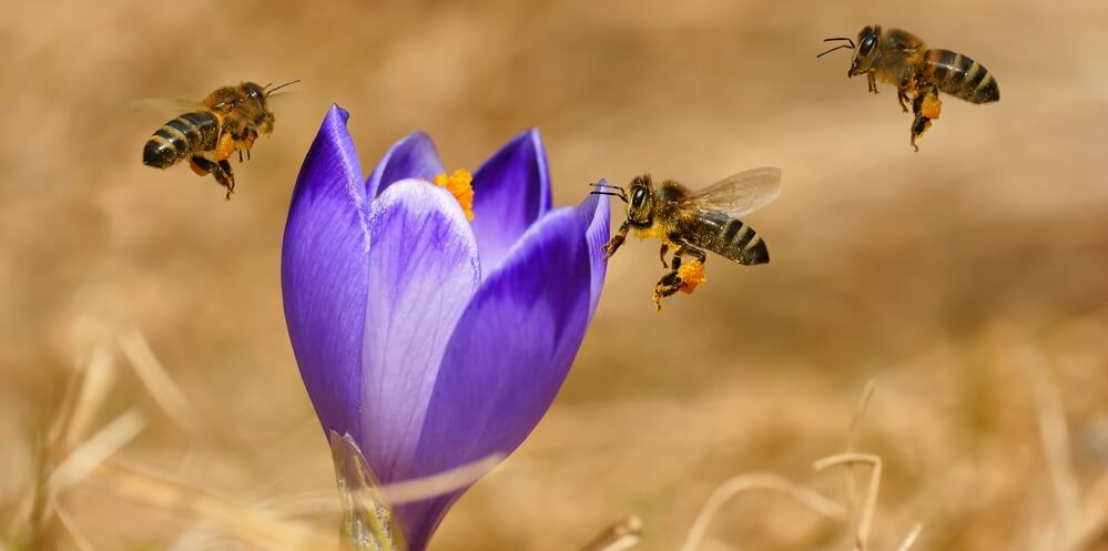 Honeybees pollinating flowers