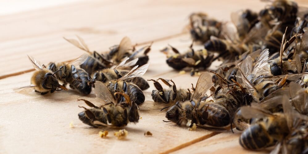 dead honeybees