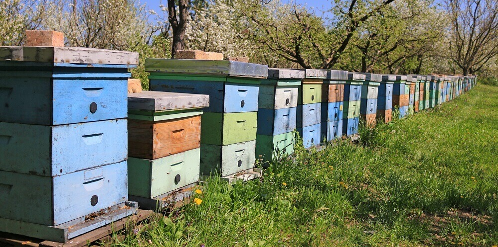 A backyard beekeepers apiary