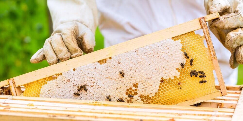 backyard beekeeper inspecting beehive
