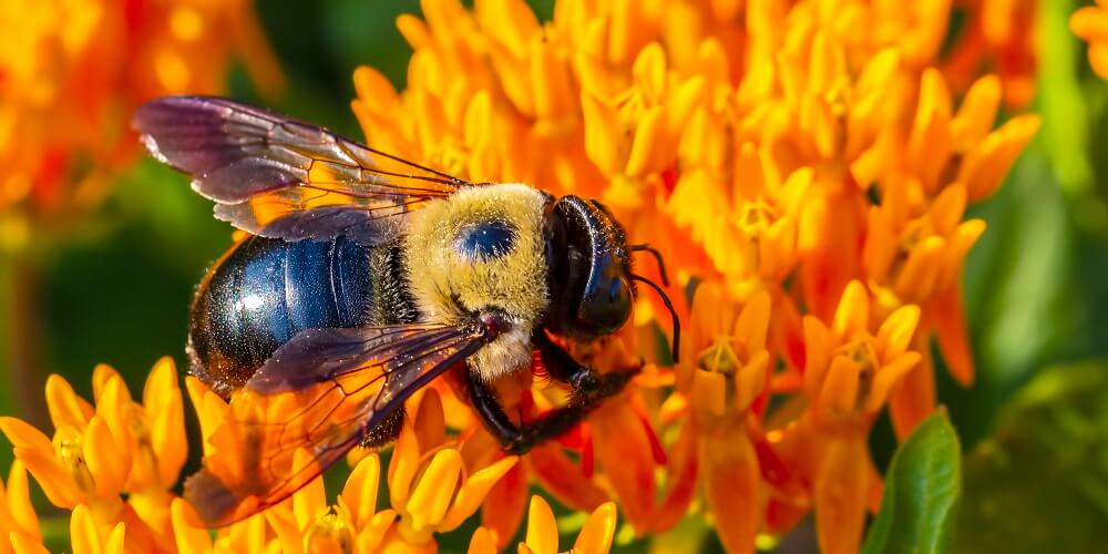 carpenter bee pollinating flower