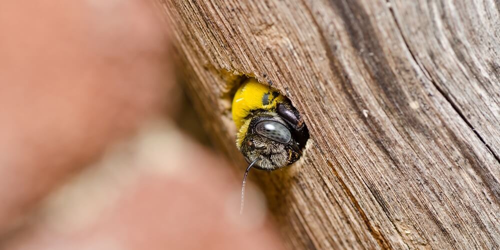 Carpenter bee inside of wood burrow