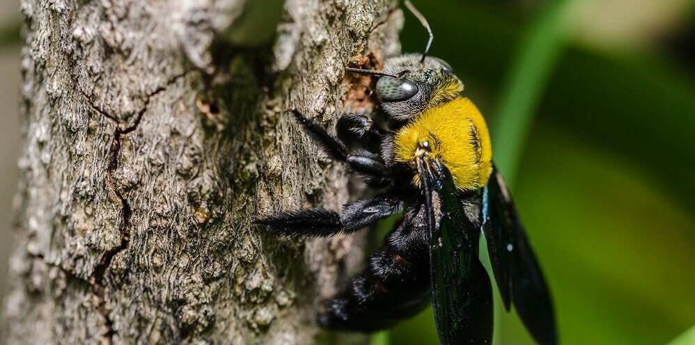 carpenter bee in nature on branch