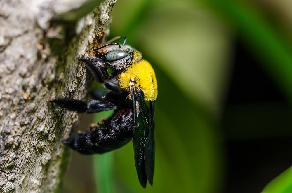 Carpenter bee in nature sitting on branch