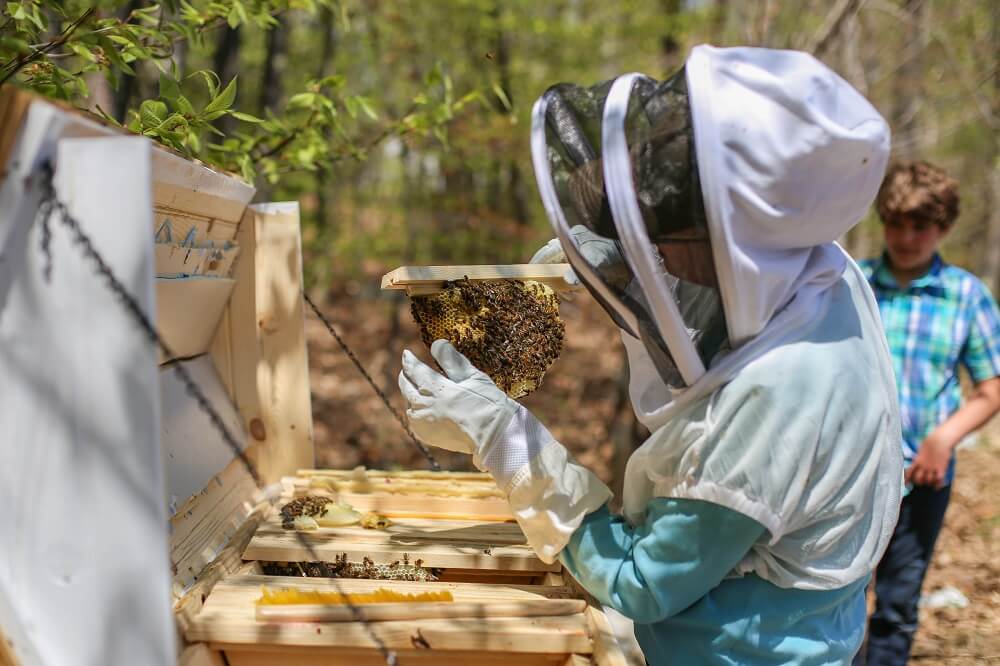beekeeper doing hive inspection on horizontal hive