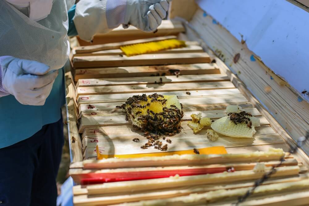 beekeeper inspecting frames on horizontal hive