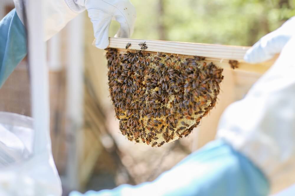 beekeeper looking at honeycomb on horizontal hive