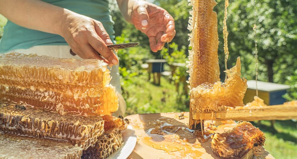 beekeeper cutting honeycomb to harvest honey from horizontal hive