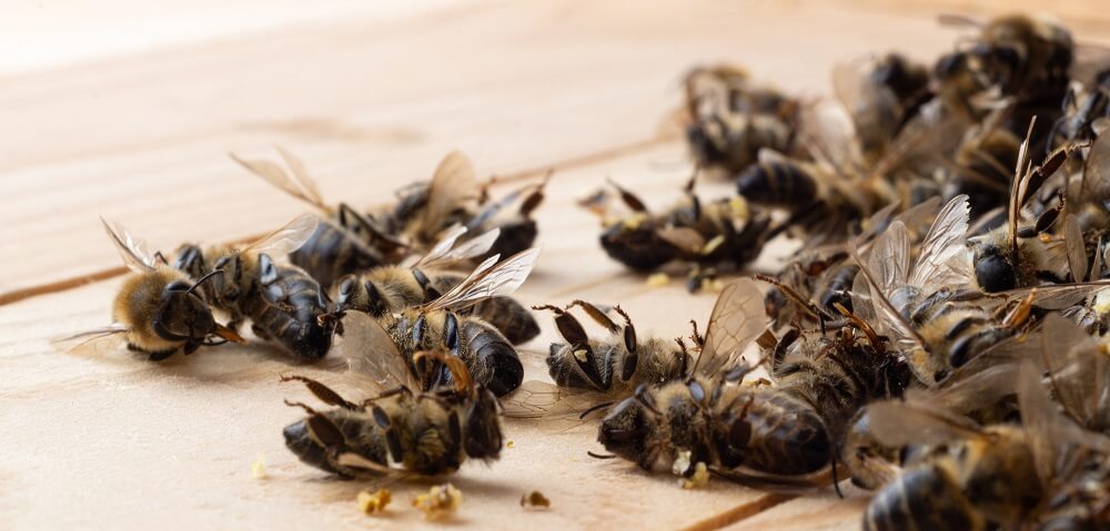 dead bees outside of horizontal hive