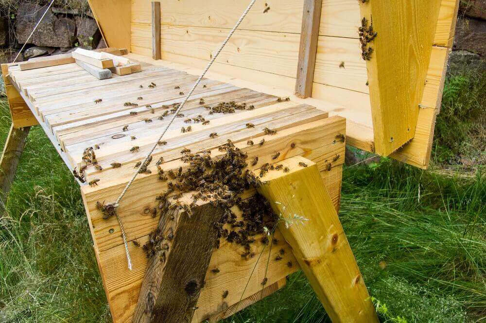 horizontal hive full of bees