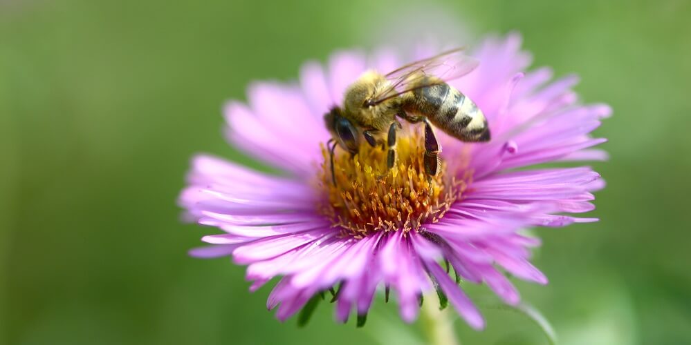 Honey bee gathering pollen and nectar from flower