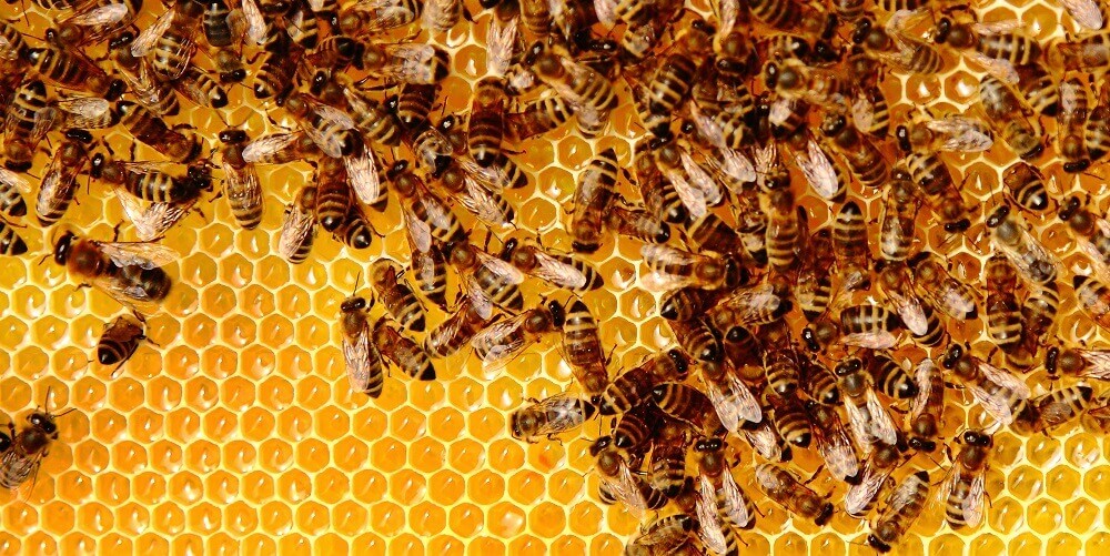 honey bees in honeycomb