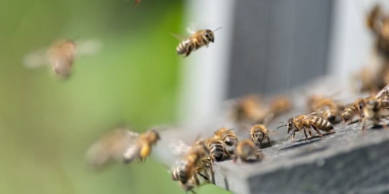 Do Honey Bees Sting? And If So, Do They Die After? - LearnBees