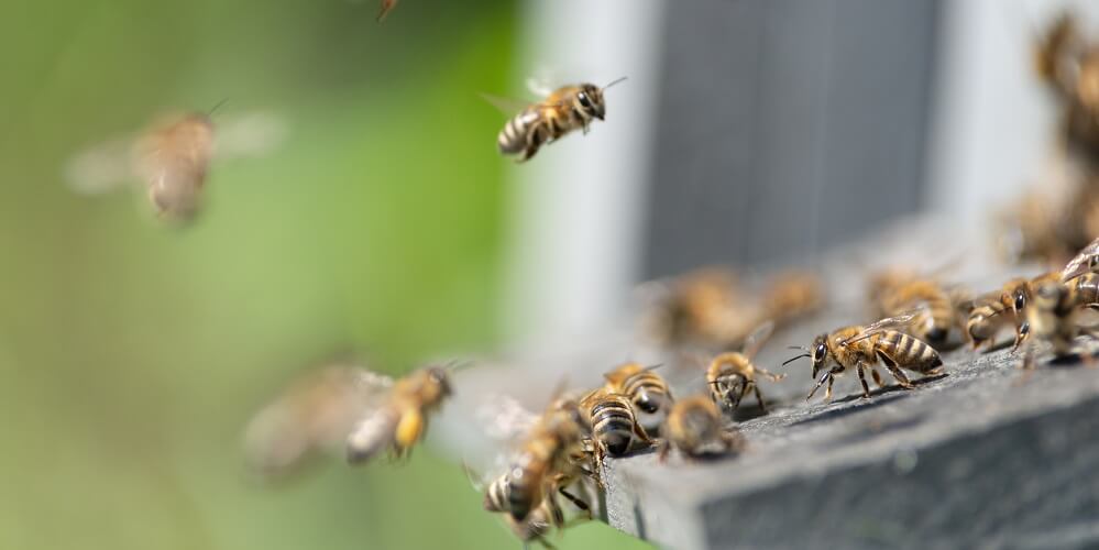honey bees flying into hive