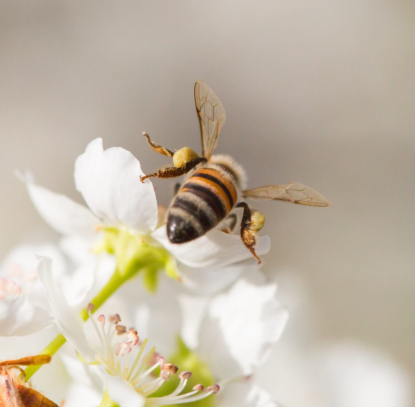 Honeybee pollinating a white flower