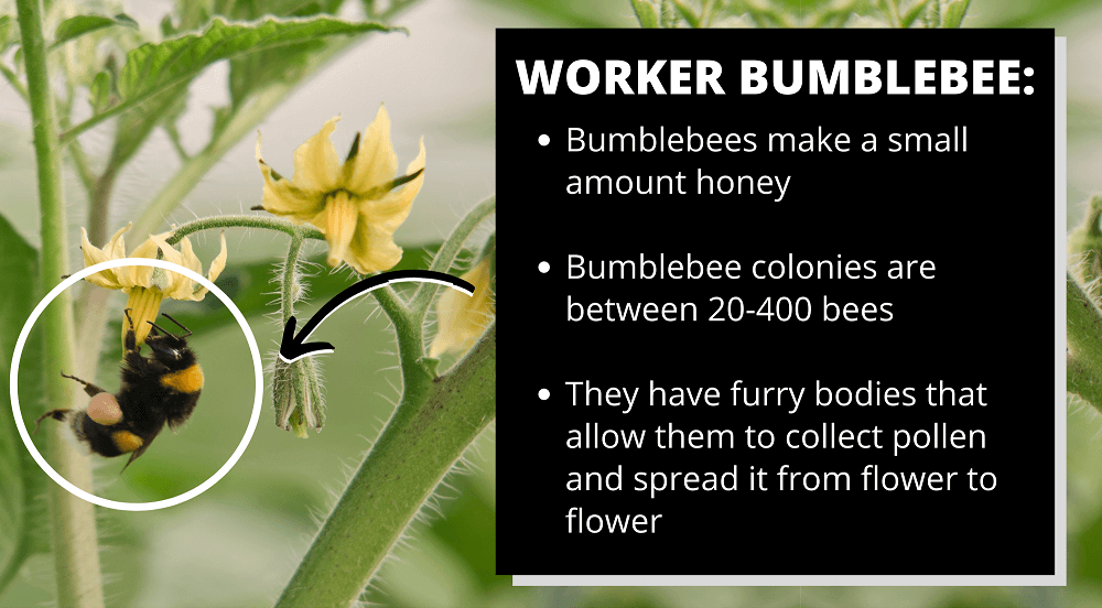 worker bumblebee facts