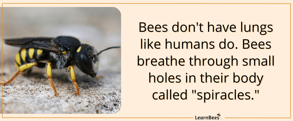 do bees have lungs?