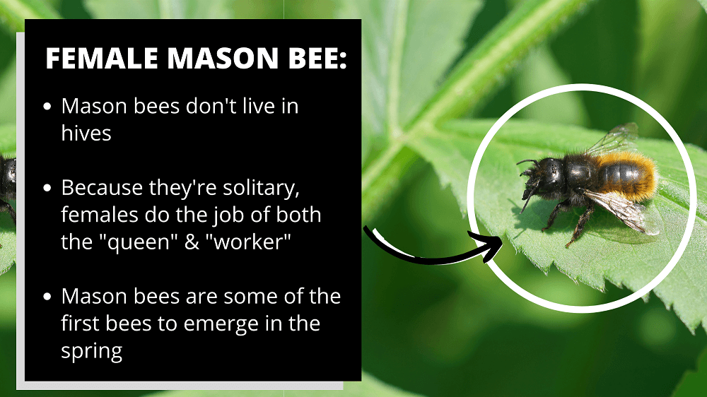 female mason bee facts