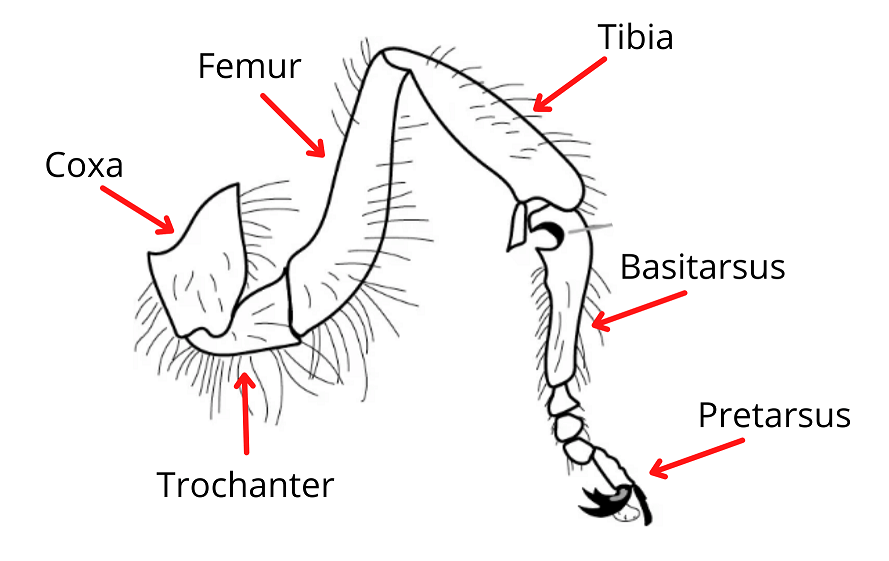 anatomy of a bee's leg