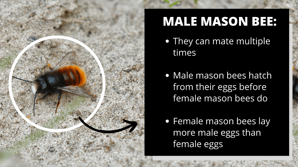male mason bees facts