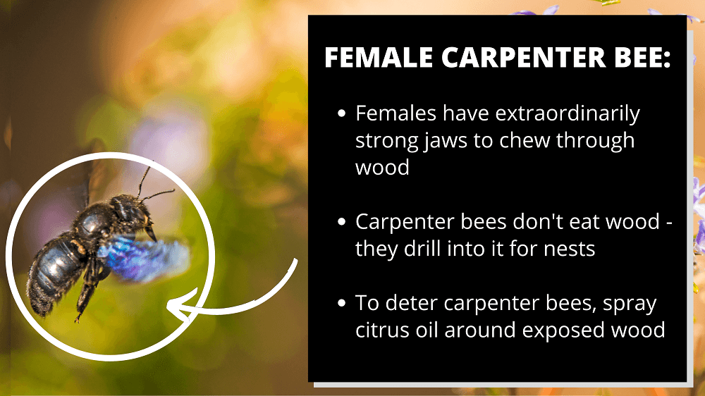 female carpenter bee facts