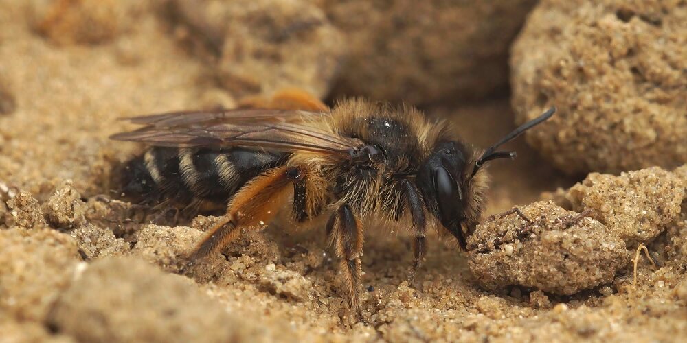 ground bee in dirt