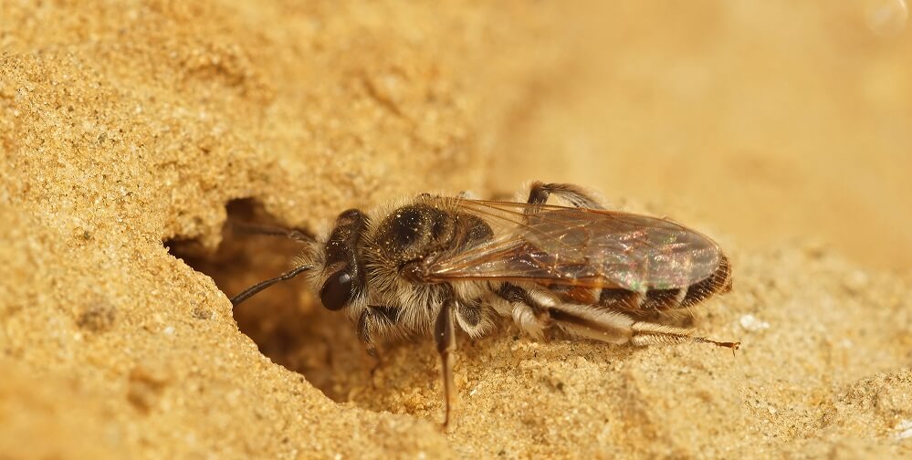 ground bee nesting into dirt