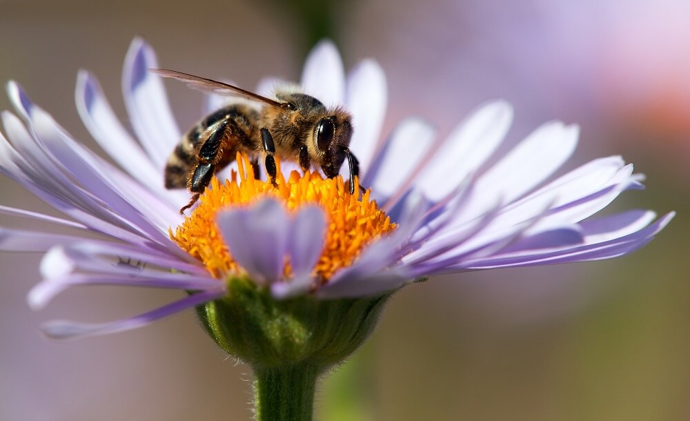 close up of bees' eyes