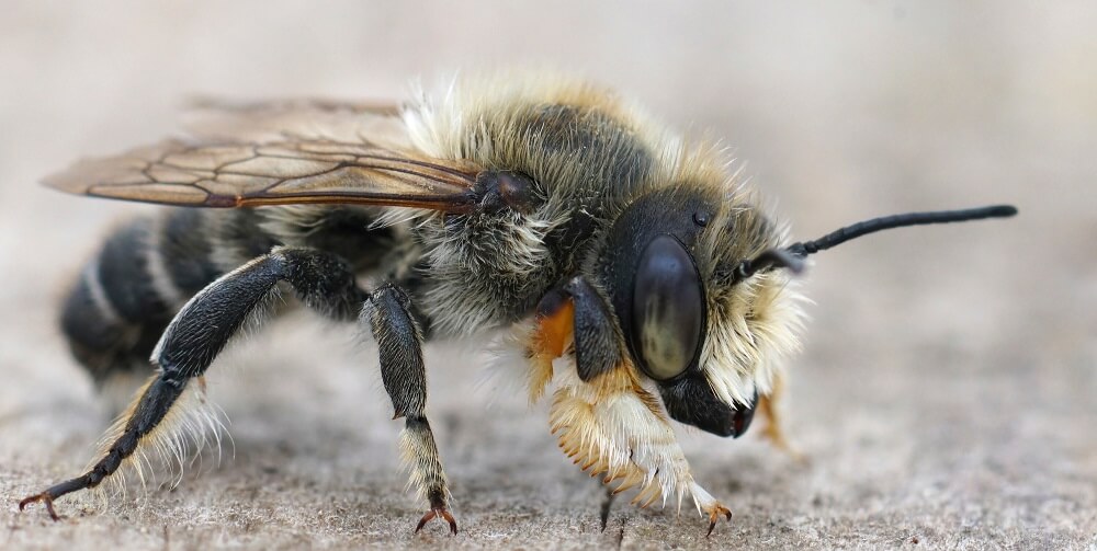 close up of leafcutter bee's eyes
