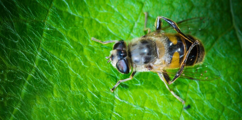 carpenter bee on green leaf