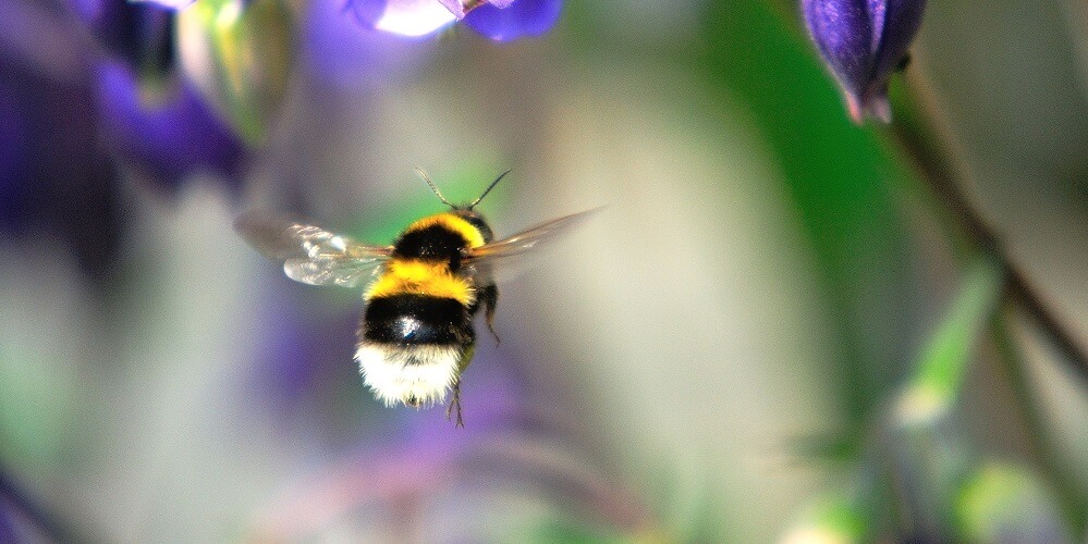 bumblebee flying through air