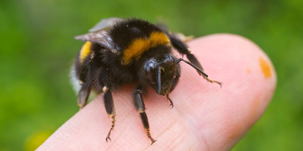 bumblebee on finger