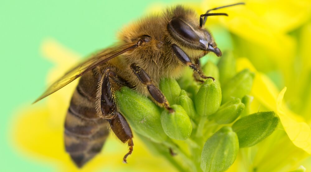 close up of bee's legs while it's sitting on a flower
