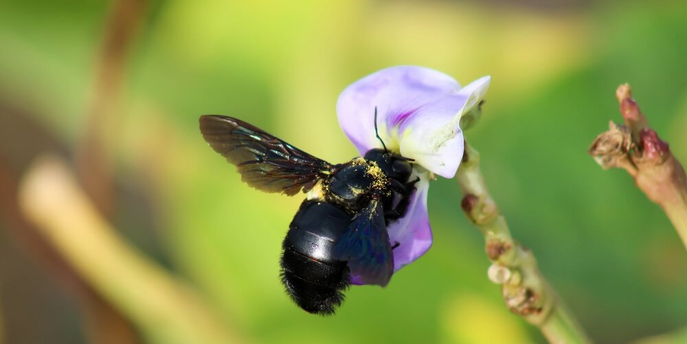 black carpenter bee gathering nectar from flower
