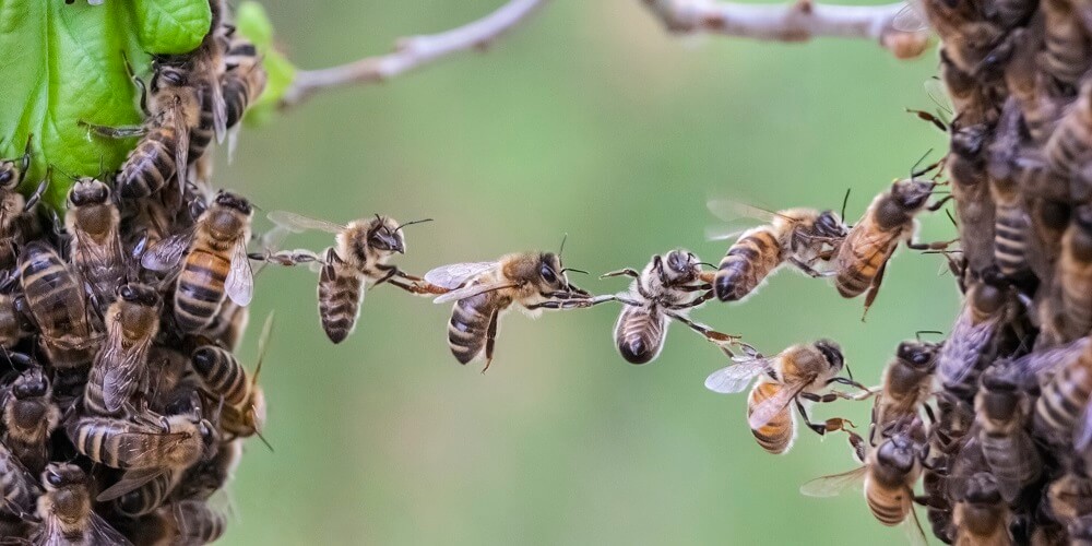 honeybees using their legs to make a chain (Aka fastooning)