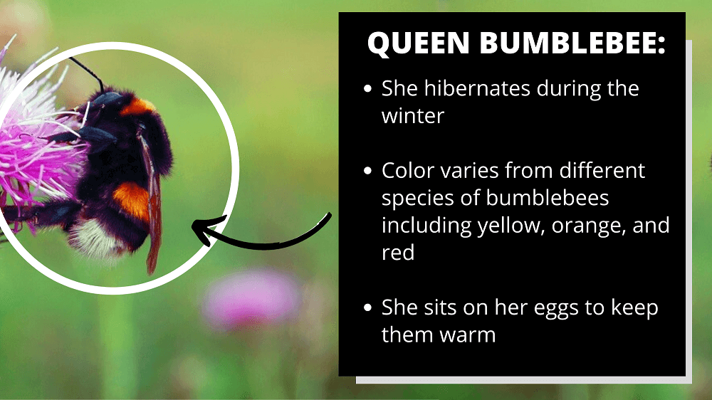 queen bumblebee facts