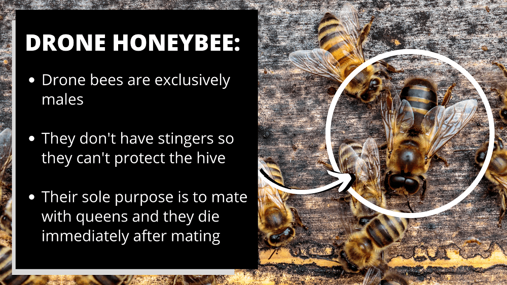 drone honeybee facts