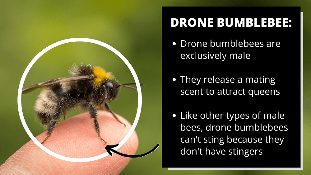 drone bumblebee facts