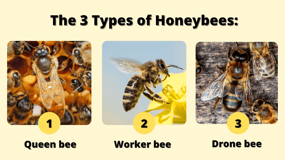 the types of honeybees in a hive