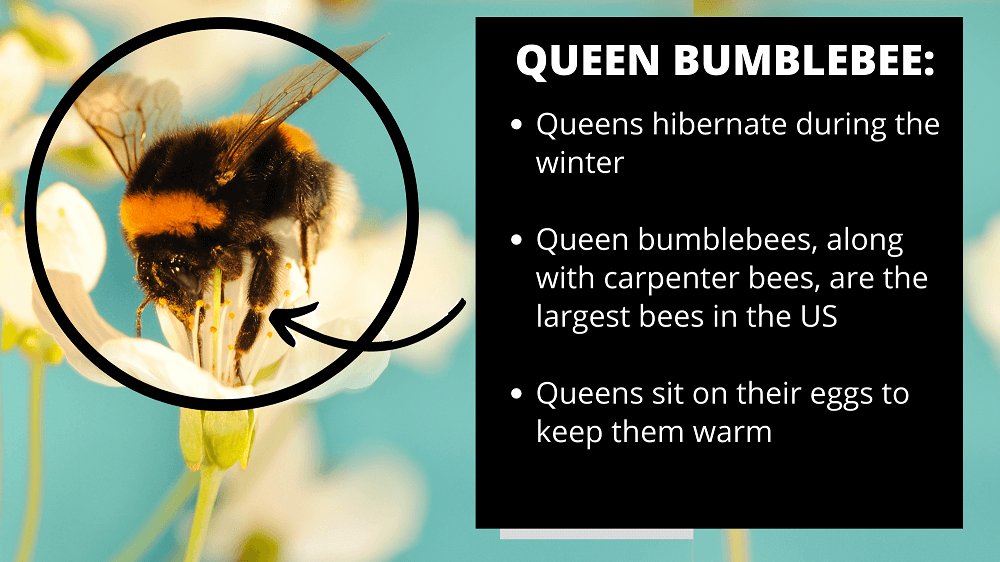 queen bumblebee fact sheet