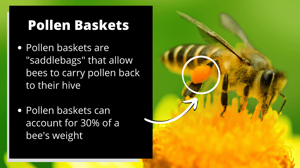 pollen baskets on the back of a honeybees legs