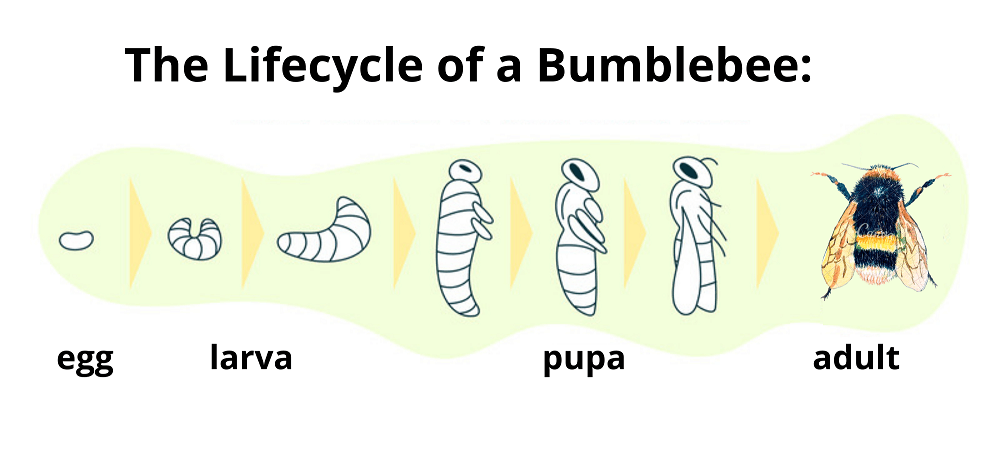 Bumblebee Lifecycle Diagram