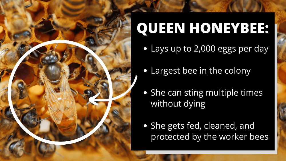 queen honey bee facts