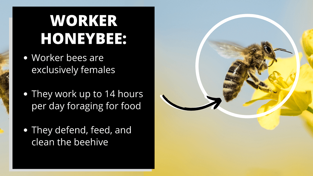 worker honey bee facts