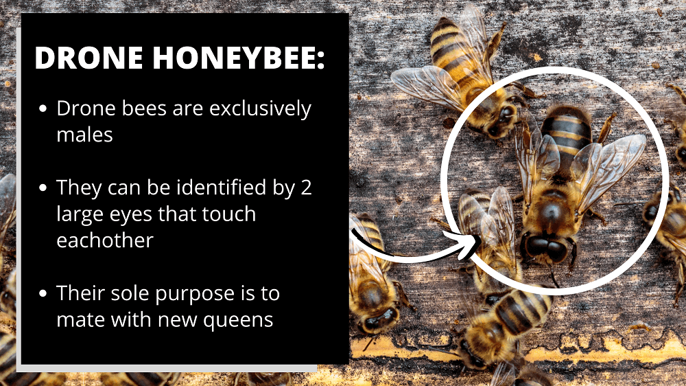drone honeybee fact sheet