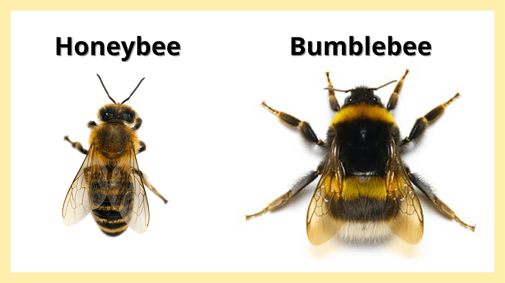 Honey bee vs. bumblebee