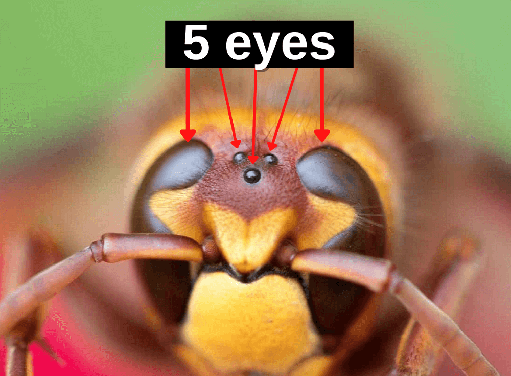 close up of bees eyes