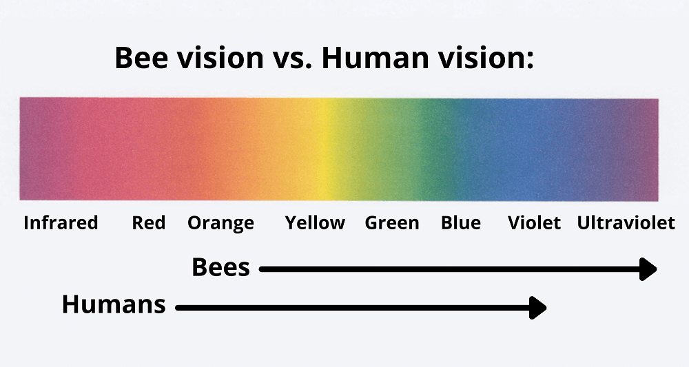 how a bee sees through their eyes compared to how humans see through their eyes