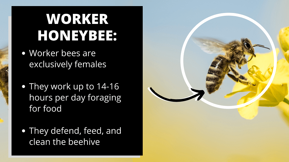 worker honeybee facts