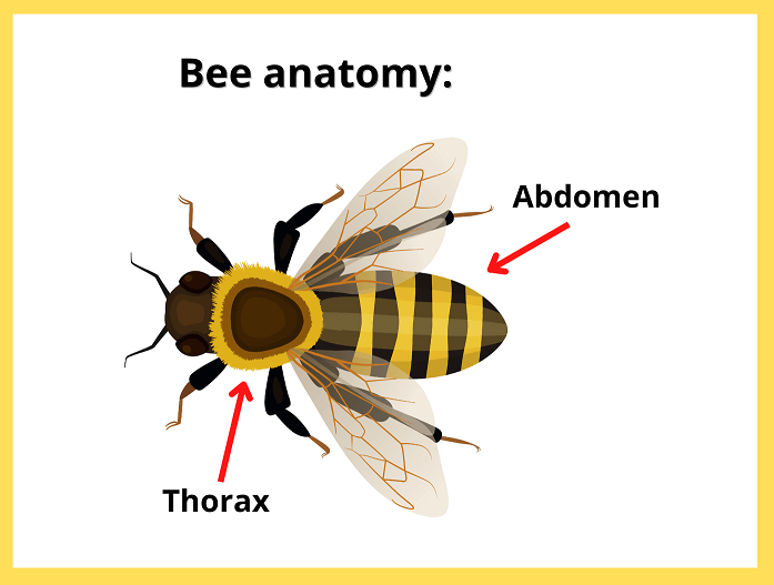 honeybees abdomen and thorax 